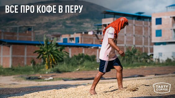Как мы выбираем кофе свежего урожая в Перу. — Видео от Tasty Coffee