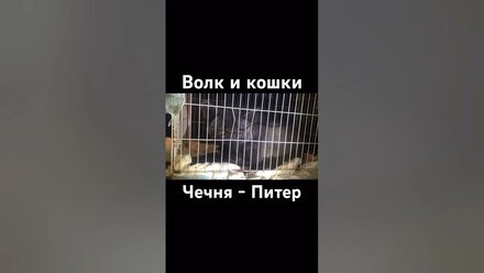 Перевозки животных: Чечня - Ленинградская область. Волк и кошки.