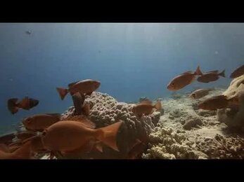 Red fish Hamrurs
