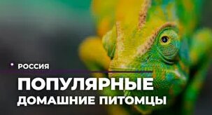 Популярные домашние питомцы — Видео от Мир 24