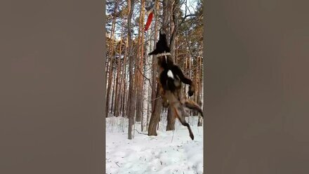 Малинуа Змейка. Прыжки по вертикали.