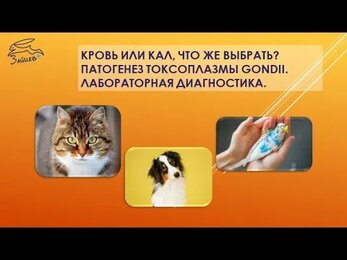 Токсоплазмоз. Патогенез, особенности лабораторной диагностики, какой материал выбрать для анализа.
