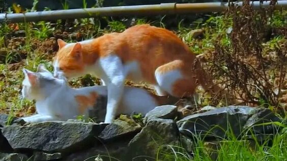 Орыс секс соратын кот