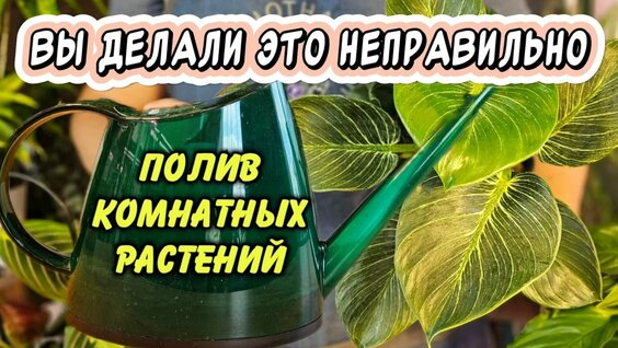 Делать так неправильно: 5 ошибок при поливе комнатных растений — Видео от Антон - цветоч...