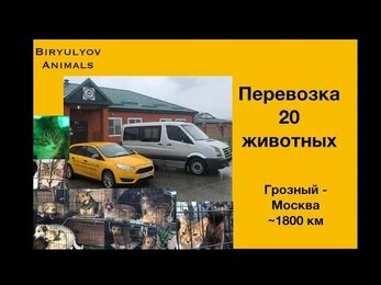 Перевозка 20 животных на двух машинах: Грозный - Москва.