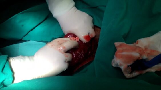 Winx jinsiy parodiya