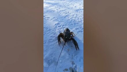 Поймал рака на живца