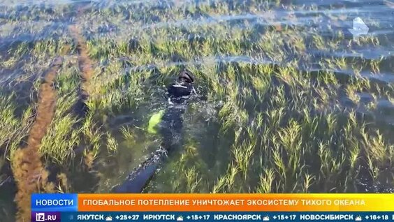 Глобальное потепление уничтожает экосистему Тихого океана — Видео от РЕН ТВ | Новости
