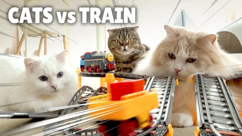 Cats vs TrainㅣKittisaurus - Смотреть онлайн в поиске Яндекса по Видео