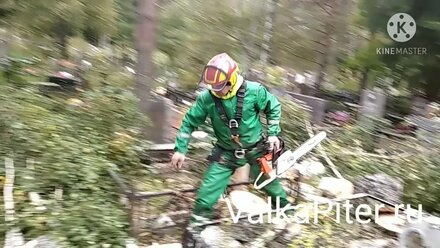 Удаление дерева на кладбище арбористом в д. Илики Ломоносовского района. Валка деревьев частями.