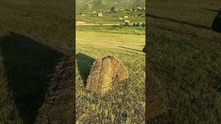 Сенокос в Лакском районе Дагестана #Дагестан #лакцы #Лакский район