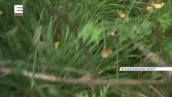 Рубрика "Региональный репортаж" — Видео от Pisec Day