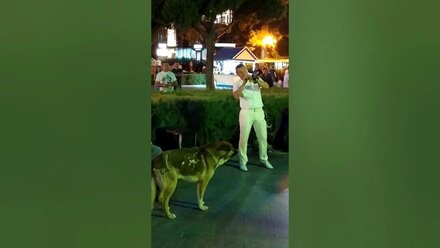 Поющий пёс в Ялте.