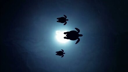 Морская рапсодия/Marine Rhapsody/relaxation video