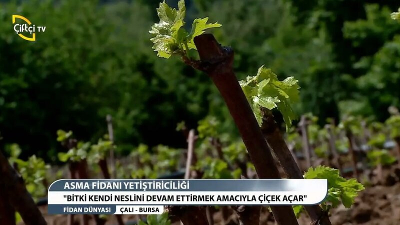 Fidan dünyası - asma fidan yetiştiriciliği - Yandex Video aramada ...