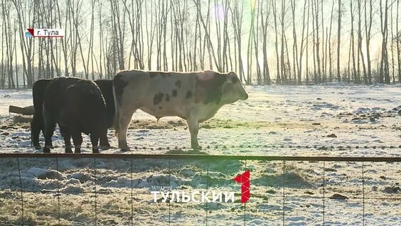 Тульские фермеры могут получить 5 миллионов рублей на расширение производства — Видео от Пер...