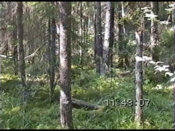 Пример оцифровки VHS 3