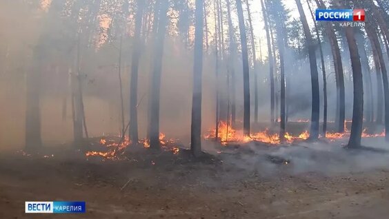 Пожароопасный сезон в Карелии будет сложным, но республика готова — Видео от Вести - Карелия