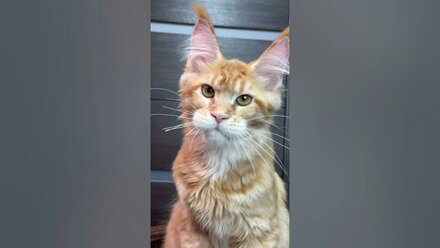 Megacoon Ogonek #cat #catlover #mainecoon #kitten #funnycats
