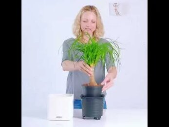 Лёгкая пересадка растений в кашпо с автополивом lechuza CUBE