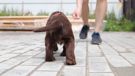 Sussex spaniel puppy