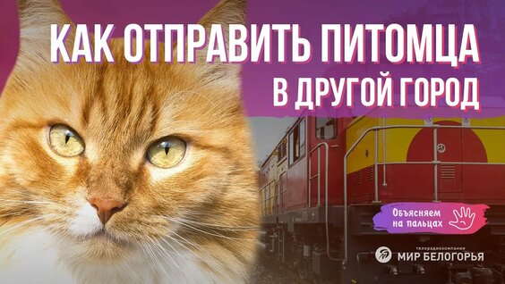 «Объясняем на пальцах». Перевозка животных в поезде (31.10.2019) — Видео от «Мир Белогорья». Белгоро...