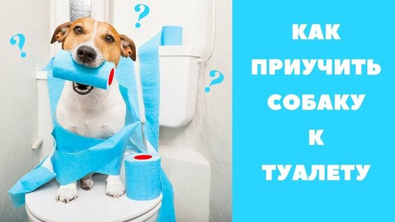 КАК ПРИУЧИТЬ СОБАКУ К ТУАЛЕТУ | ПРИУЧАЕМ К ПЕЛЕНКЕ | ПЕРВЫЕ ПРОГУЛКИ НА УЛИЦЕ — Видео от Общество по...