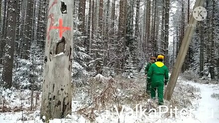 Спил сухостойного аварийного дерева в п. Комарово