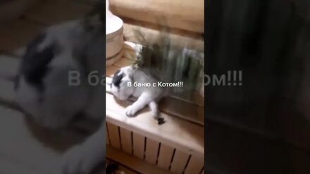 Иди в баню! Будь как Мурзик! 💪😺 #shorts