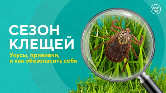 Сезон клещей — Видео от Доктор