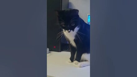 КОТ РИЧИ ПРОТИВ МЫШЕЙ