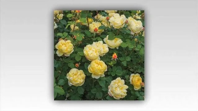 Charles Darwin Rose - Most beautiful English Roses David Austin ...