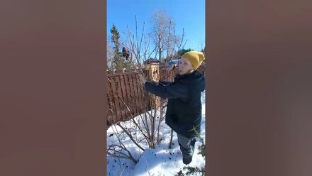обрезка взрослой сирени