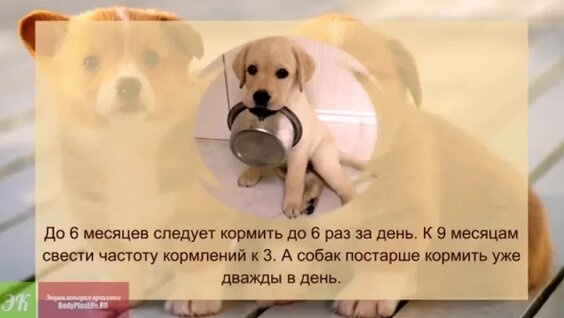 Как ухаживать за щенком Правильный уход за щенком — Видео от Дикий МИР Серге…