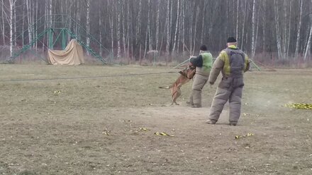 Дрессировка собак.