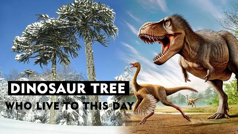 New Discovery - ancient tree from the time of the dinosaurs | monkey ...