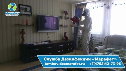Как вывести мошек в Тамбове - ДезСлужба Марафет
