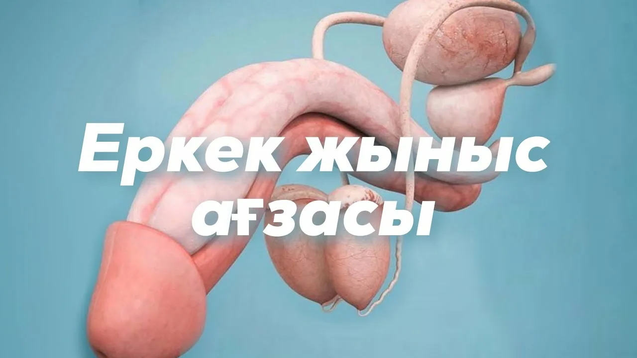 12 см жыныс мүшесі уролог