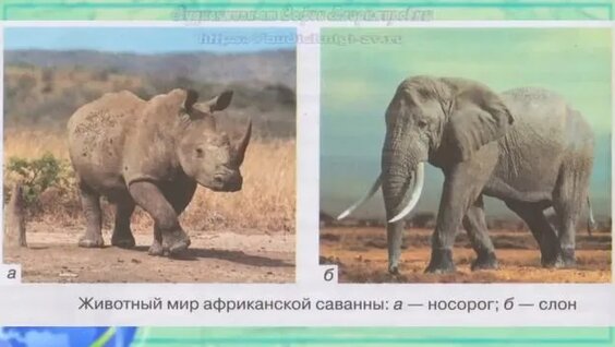 Аниме бар порно ойын