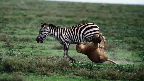 Кемпірлердің сорғанын қараңыз