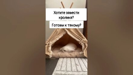 Хотите завести кролика? 🤔 #кролик