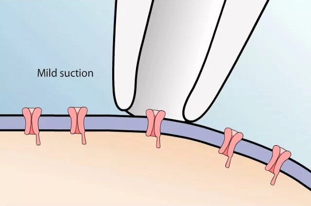 The Patch Clamp Method - Смотреть онлайн в поиске Яндекса по Видео