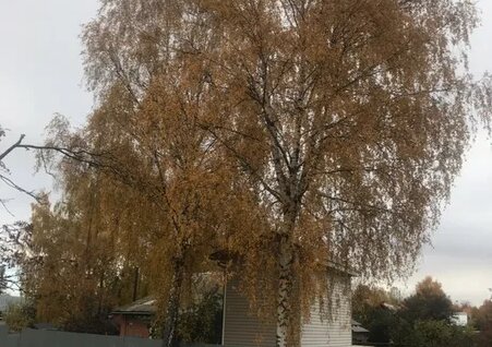 Oltin porno galereya buzuqlik