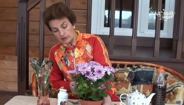 Как ухаживать за хризантемой в горшке - Смотреть онлайн в поиске ...