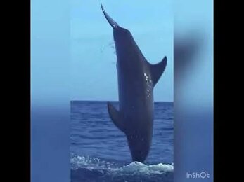 Медитация с дельфинами