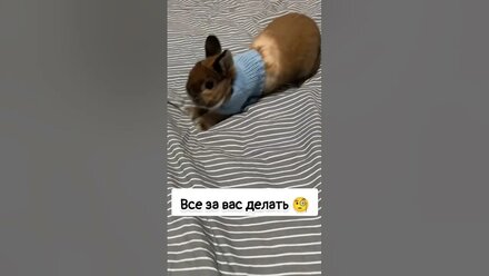 Зачем гладить белье 🧐