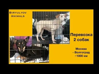 Перевозки животных: Москва - Волгоград. 2 собаки.