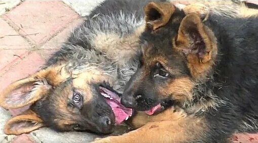 Вязка немецких овчарок. Как вяжутся овчарки. Естественная вязка ...