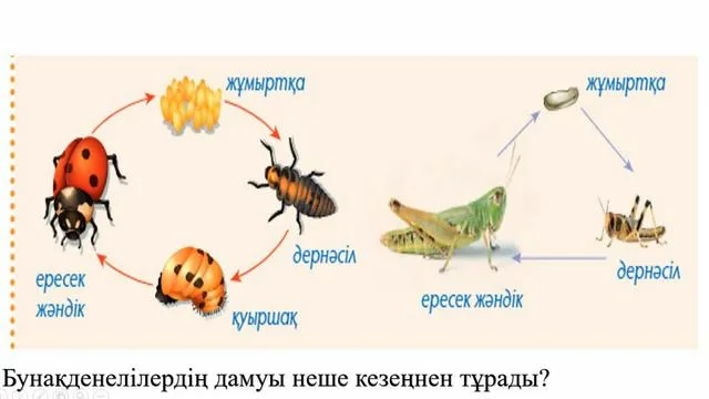 Медициналық мекемеде жыныстық қатынас қалай болады?