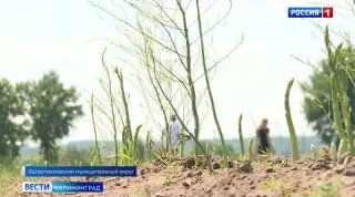 В одном из фермерских хозяйств Калининградской области собрали 10 тонн спаржи. Чем …
